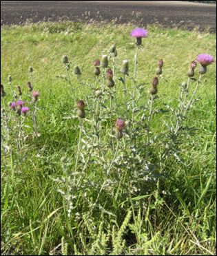 Flodman thistle